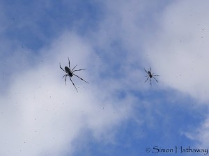 P1150430a_thumb - Copy