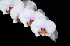 _SRH4848a_thumb - Copy