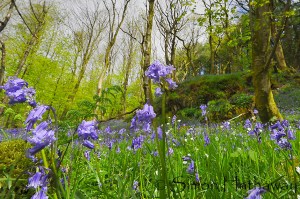 SRH_1347a_thumb - Copy