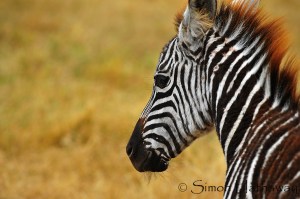 SRH_6568a_thumb - Copy