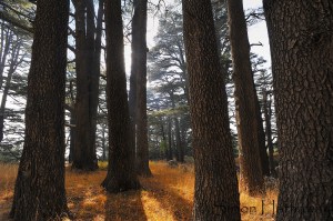 SRH_8443a_thumb - Copy