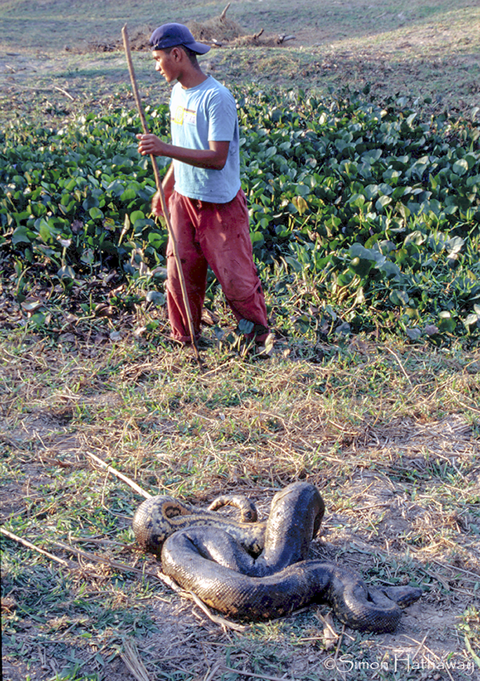 Barefoot Native Venezuelan Indian hunts for Anaconda in Los LLanos Venezuela.. Image shot 2005. Exact date unknown.