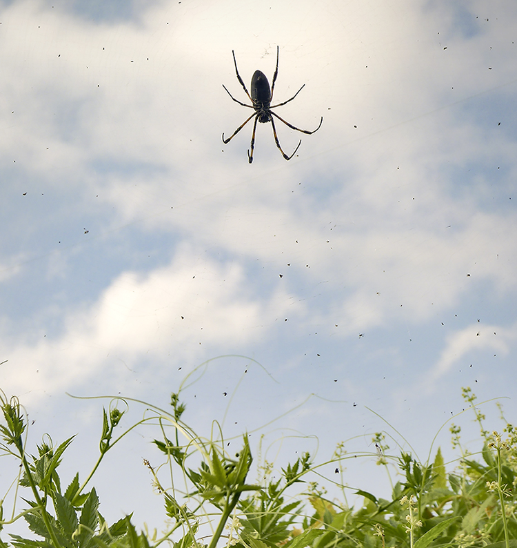 P1150431a_thumb_insta